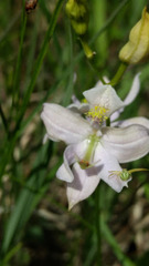 Calopogon oklahomensis