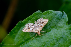 Diasemia accalis