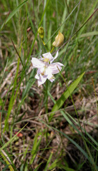 Calopogon oklahomensis