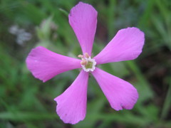 Silene pseudoatocion