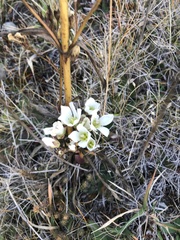 Gentianeae