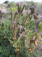 Phacelia integrifolia
