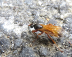 Priocnemis conformis