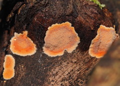 Gloeoporellus merulinus