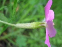 Silene pseudoatocion