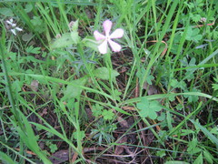 Silene pseudoatocion