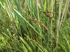 Carex appropinquata