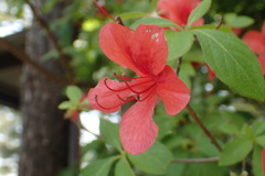 Rhododendron kaempferi