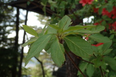 Rhododendron kaempferi