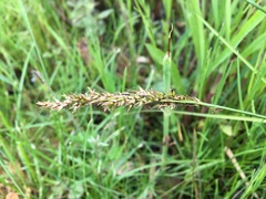 Carex appropinquata