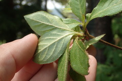 Rhododendron kaempferi