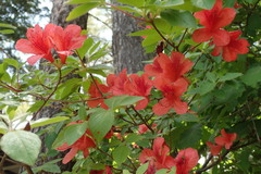 Rhododendron kaempferi
