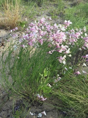 Penstemon ambiguus