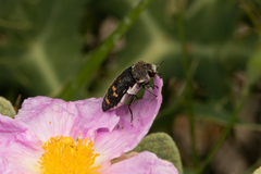 Acmaeoderella flavofasciata flavofasciata