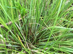 Carex appropinquata