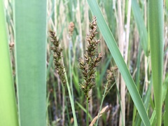 Carex appropinquata