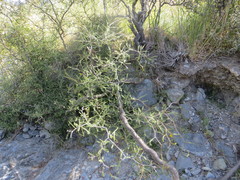 Sophora prostrata
