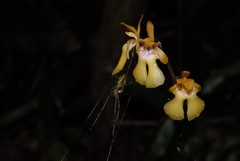 Eulophia furcata image