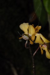 Eulophia furcata image