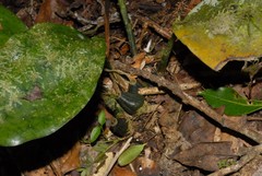 Image of Eulophia furcata