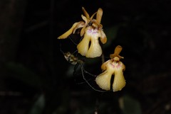 Eulophia furcata