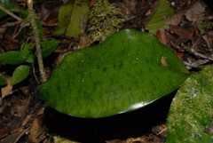 Eulophia furcata image