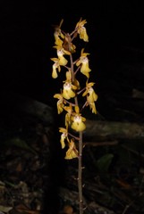 Eulophia furcata image