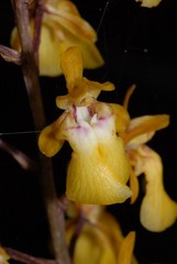 Eulophia furcata image