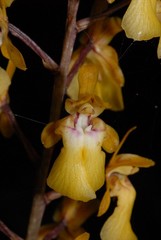 Eulophia furcata image