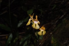 Eulophia furcata image