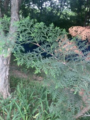 Chamaecyparis obtusa