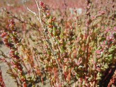 Suaeda corniculata