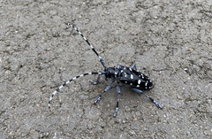 Anoplophora macularia