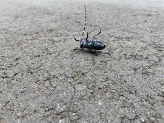 Anoplophora macularia