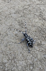 Anoplophora macularia