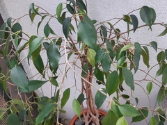 Ficus apiocarpa