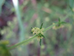 Galium gaudichaudii