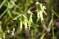 Correa reflexa lobata