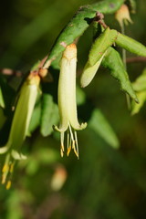 Correa reflexa lobata