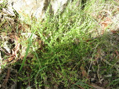 Galium gaudichaudii