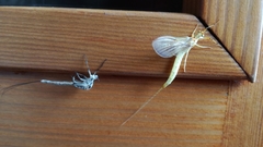 Ephemera glaucops