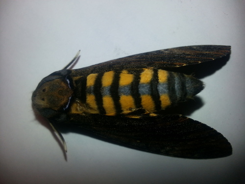 Eastern Death's Head hawkmoth