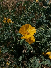 Glaucium flavum