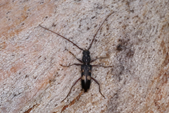 Coleocoptus senio