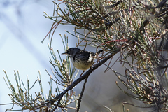 Sericornis maculatus