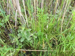 Carex elongata