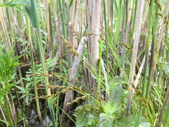 Carex elongata