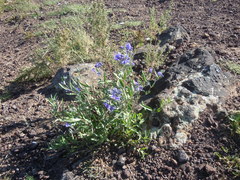 Caryopteris mongholica