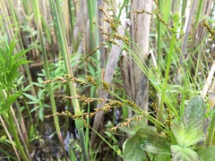 Carex elongata