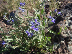 Caryopteris mongholica